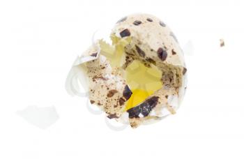 quail egg on a white background