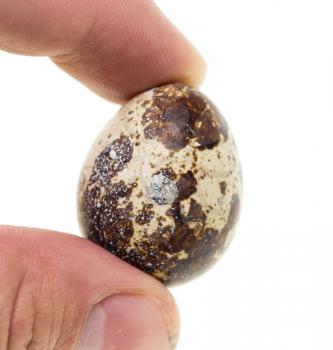 quail egg in hand on white background