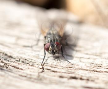 fly on a wooden background