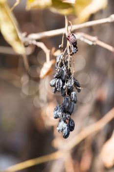 old dry grapes in nature