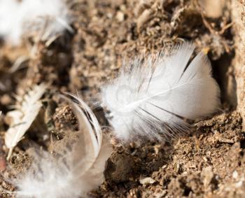feathers on the ground