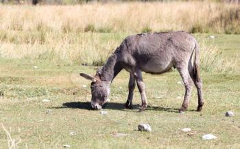 donkey in a pasture in the fall
