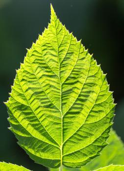 green leaf as background