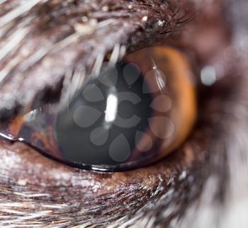 dog eyes. macro