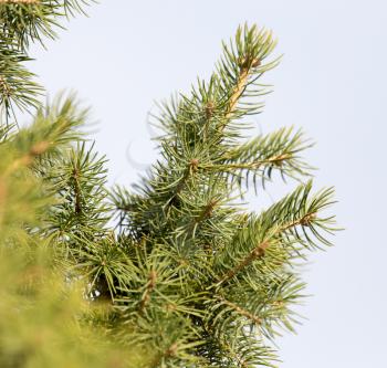 green fir tree in nature