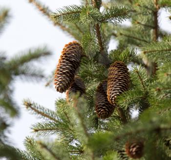 cones on the tree in nature