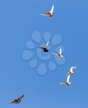 a flock of doves in flight against blue sky