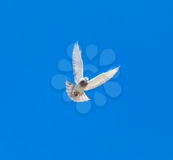 One pigeon in flight against a blue sky