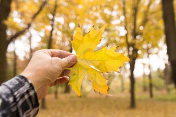 yellow leaf in hand on nature in autumn