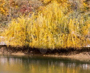 yellow willow outdoors in autumn