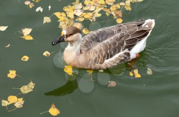 duck on the lake in autumn