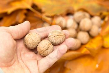 Walnuts in hand in autumn