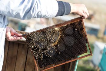 frame with bees in the hands of the apiary