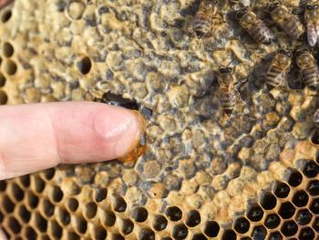 Honey on his finger in the apiary