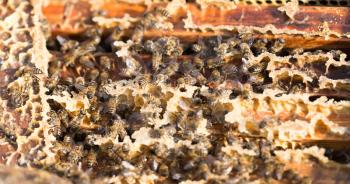 Bees on a framework with honey in the apiary