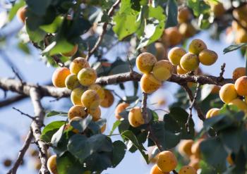 ripe apricots on the tree in nature