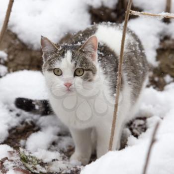 Cat in the snow in the winter