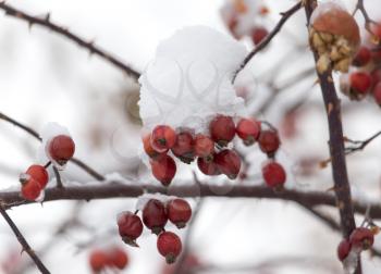 rose hips in the snow in the winter