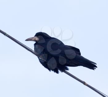 crows on a wire against a blue sky