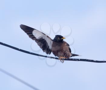 Starling on a wire against a blue sky