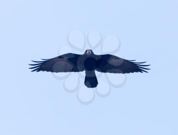 Raven in flight against a blue sky