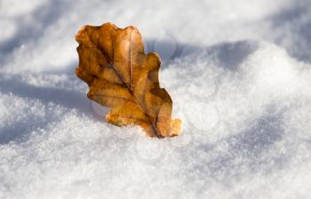 leaves lie on the snow in the winter