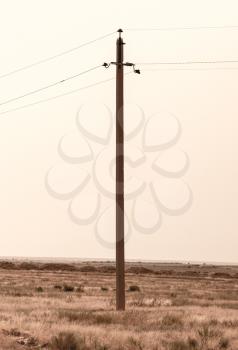 electric poles at dawn