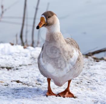 goose on snow in winter