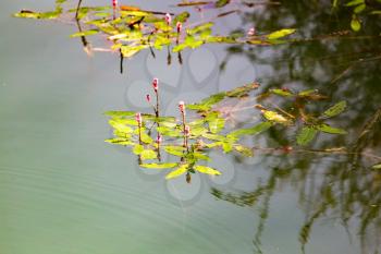 plant on the surface of the water in the lake