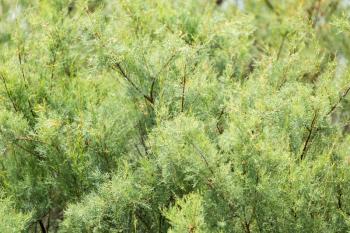 green coniferous tree as a background