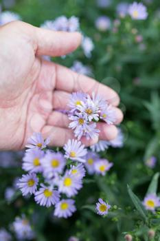 small blue flowers in hand on nature
