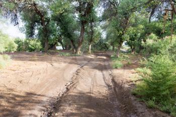 dirt road in nature