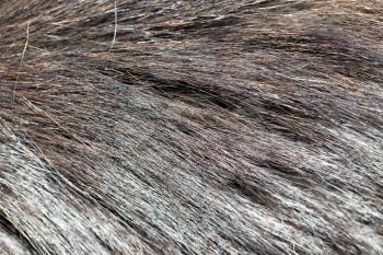 dog fur as background. texture