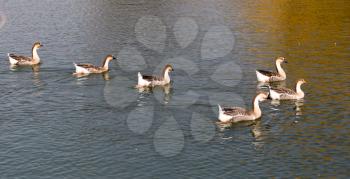 a flock of ducks on the lake in autumn