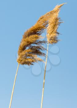 reed against the blue sky