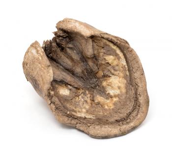 old horse's hoof on a white background
