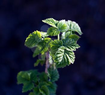 young raspberry leaves in nature