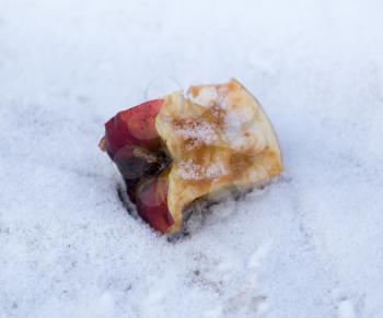 apple on snow