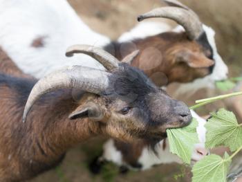 goat eating grass in nature