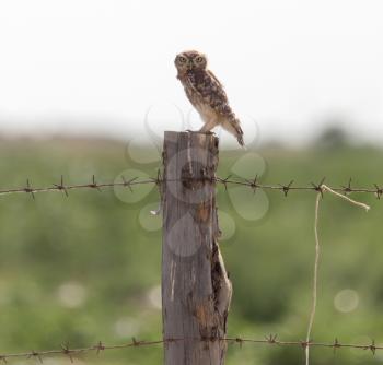 Owl on a post with barbed wire