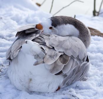Duck asleep in the snow in the winter