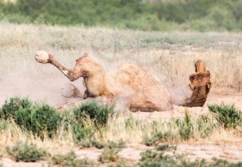camels lie in the dust in nature