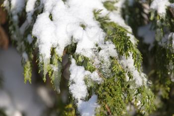pine in snow in winter