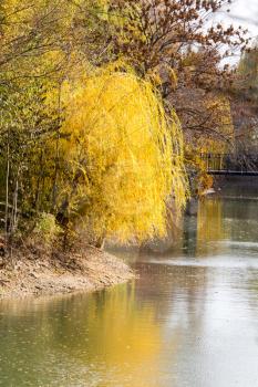 yellow willow outdoors in autumn
