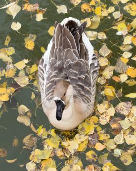 duck on the lake in autumn