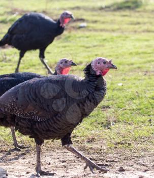 farm turkeys outdoors