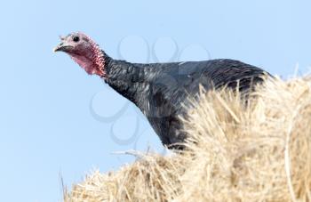 turkey on hay against the blue sky