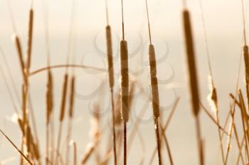 reeds on a sunset background