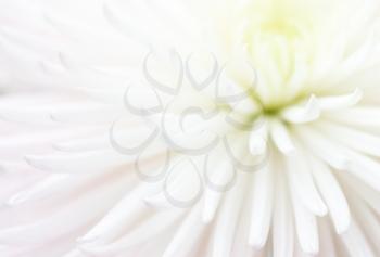 white flower as background