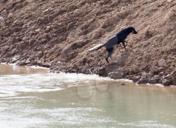 Dog swims across the river